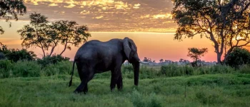 0_Elephant-walking-at-sunset-in-the-Okavango-Delta